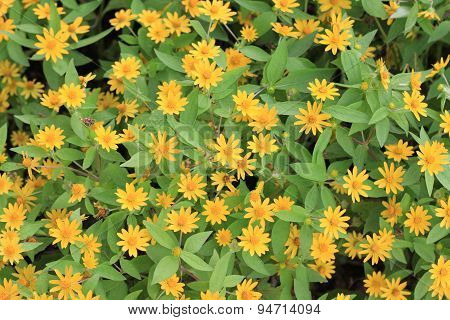 Wedelia trilobata flower textture background.