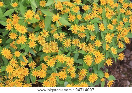 Wedelia trilobata flower textture background.