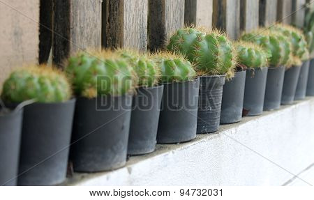 Cactus And Succulent
