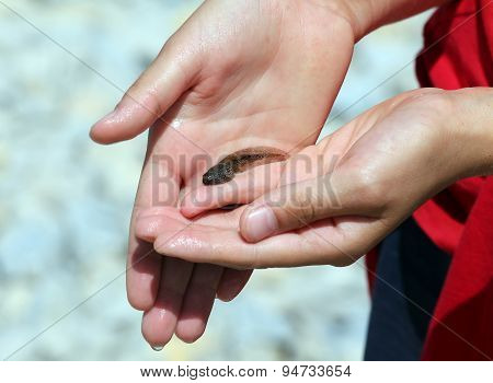 Hadn Of Child With A Tadpole Freshly Caught