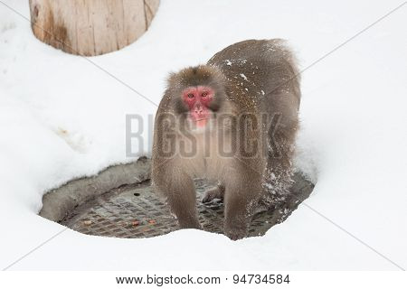 Winter Snow Monkey
