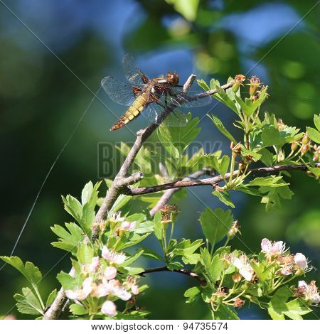 Broad-Bodied Chaser (Libellula depressa)