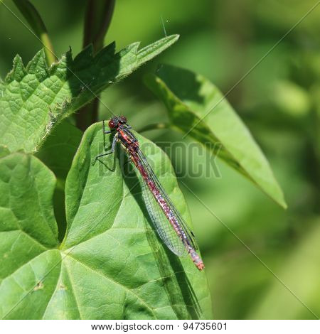 Large Red Damselfly (Pyrrhosoma nymphula)
