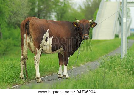 The Big Brown Cow Is On The Grass With Bridge