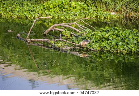 Birds Eat The Fish In The Water