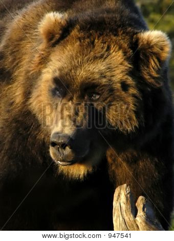O urso