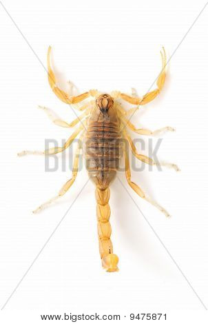 Scorpion