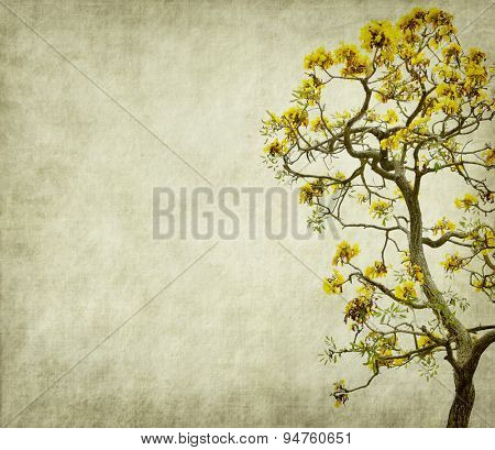 Tabebuia chrysotricha yellow flowers blossom in spring on old paper background