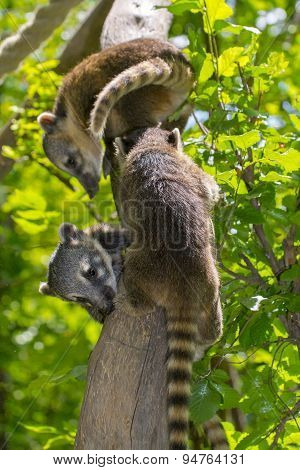 South American Coati (nasua Nasua) Baby