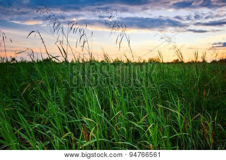 Green grass in rain drops in summer field. Sunset time.
