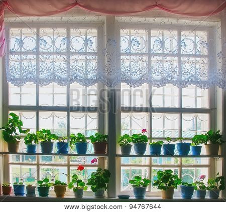 Window Plants At A Window.