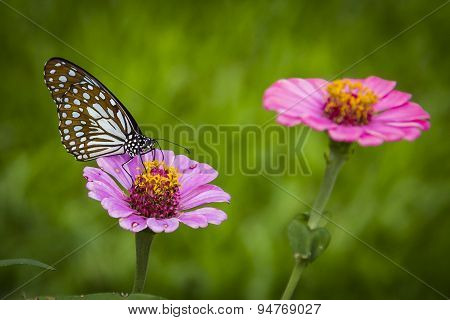 Butterfly On The Red Flower