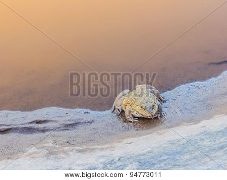 Frog In The Pond.