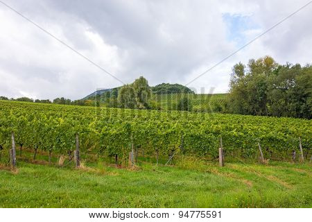Vineyard