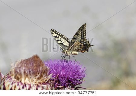Butterfly.