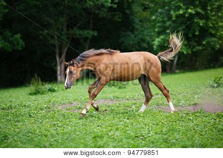 Running Young Foal