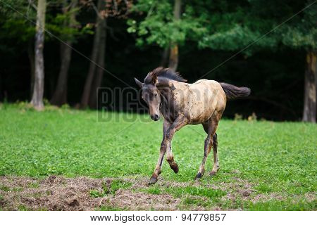 Running Young Foal