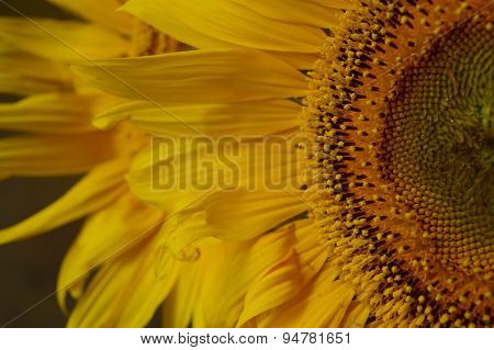 Sunflower Petals