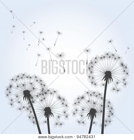 Dandelions And Wind.
