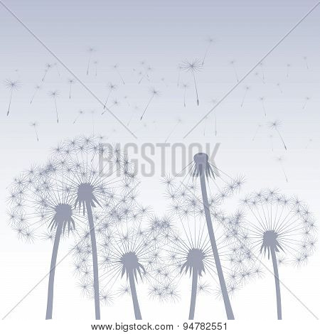 Dandelions and Wind.