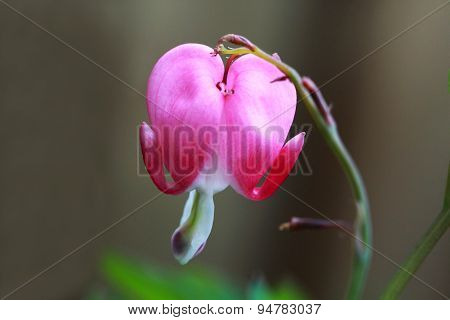 Dicentra spectabilis- The broken heart