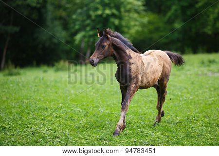 Running Young Foal