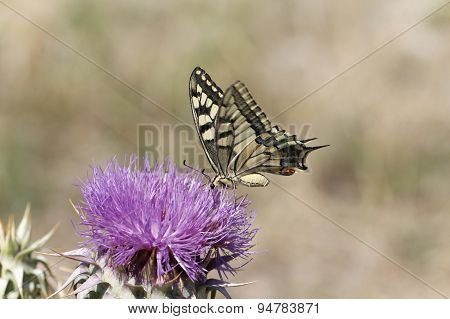 Butterfly.
