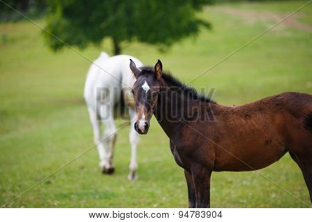 Foal Horse With Her Mother