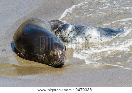 Baby Seal And Its Mother