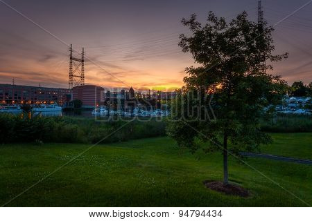 Lone Tree At Harbor Sunset
