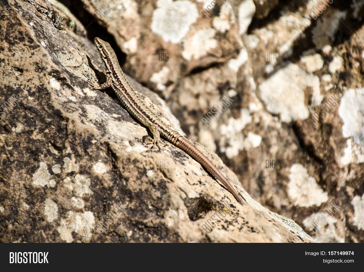 Lizard Crawling On Image & Photo (Free Trial) Bigstock