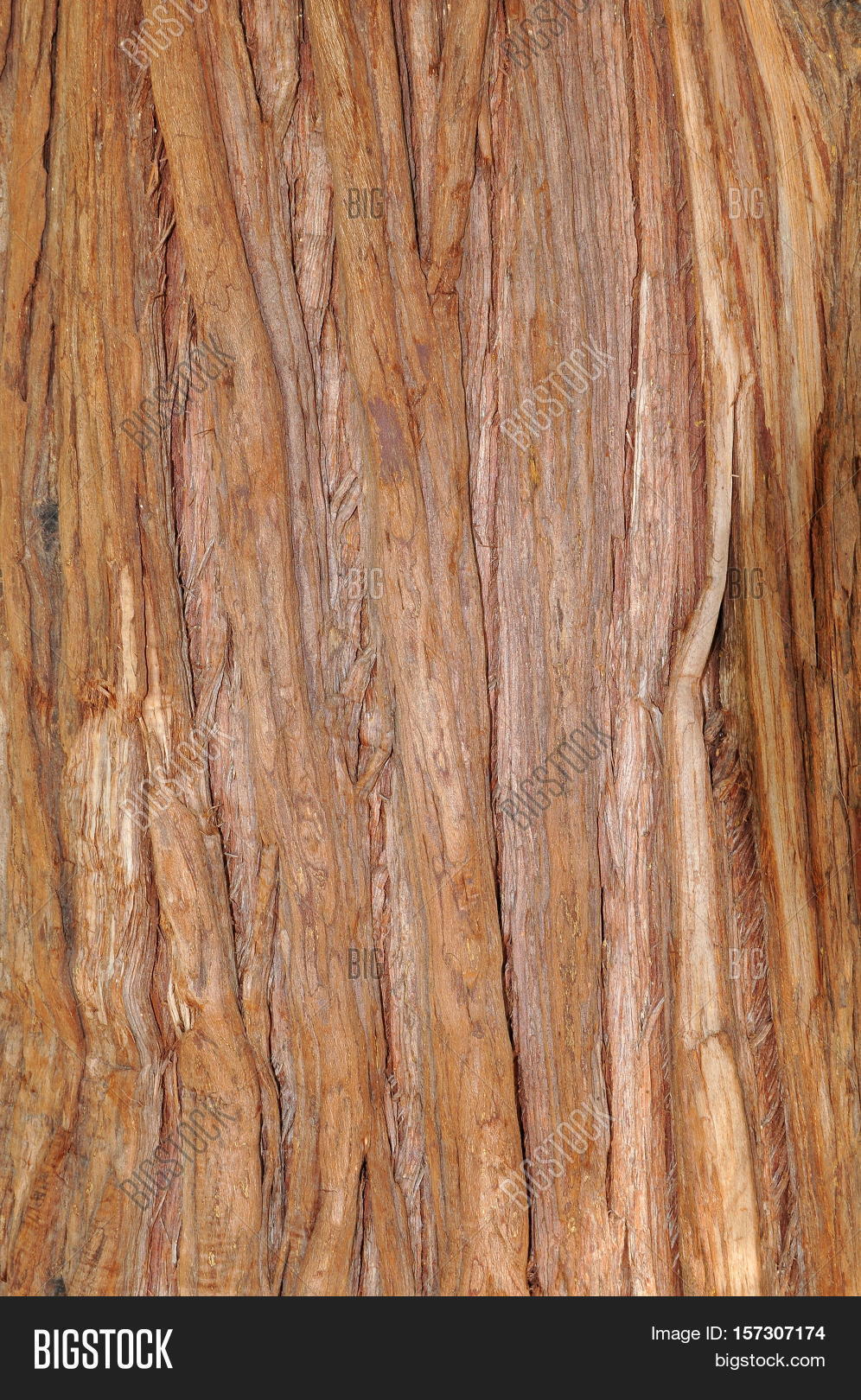 Pacific Red Cedar Bark Image & Photo (Free Trial) | Bigstock