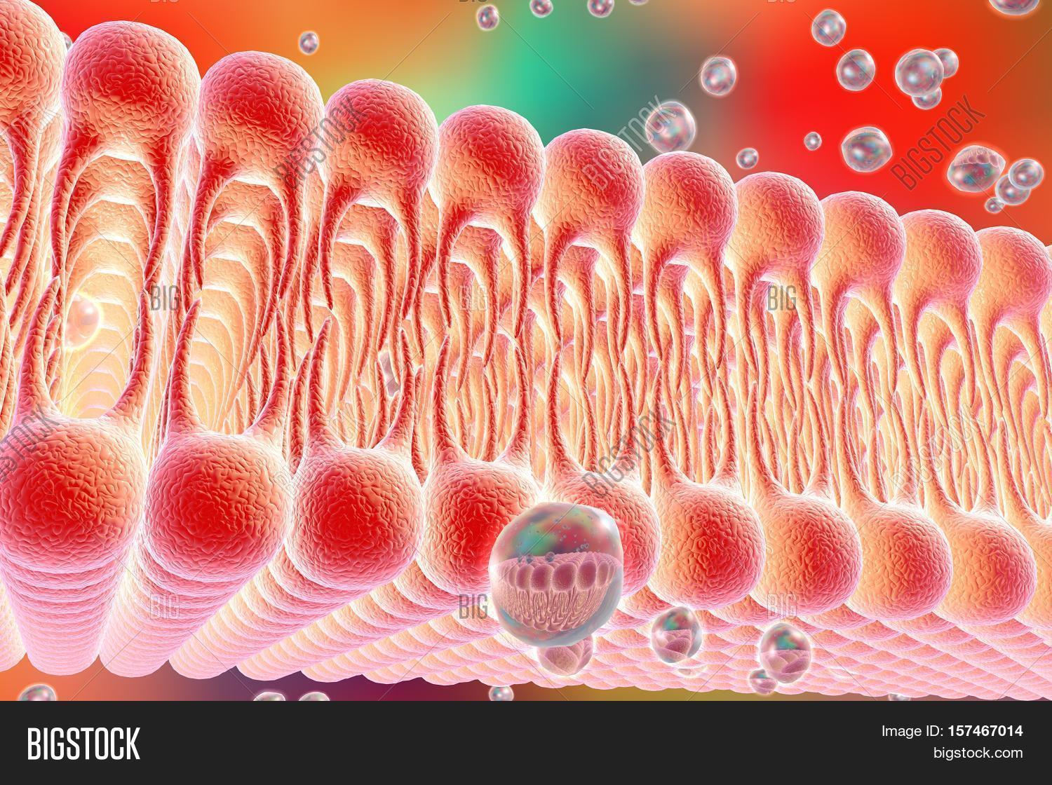 Cell Membrane, Lipid Image & Photo (Free Trial) | Bigstock