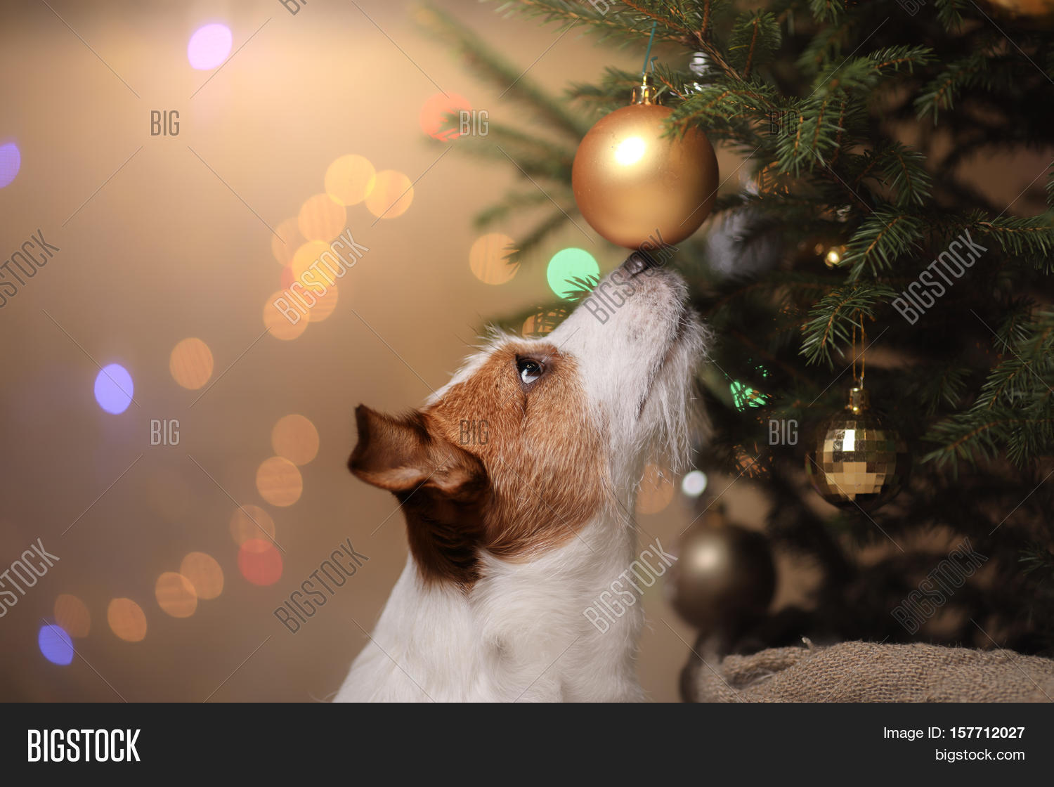 Happy New Year, Image & Photo (Free Trial) Bigstock
