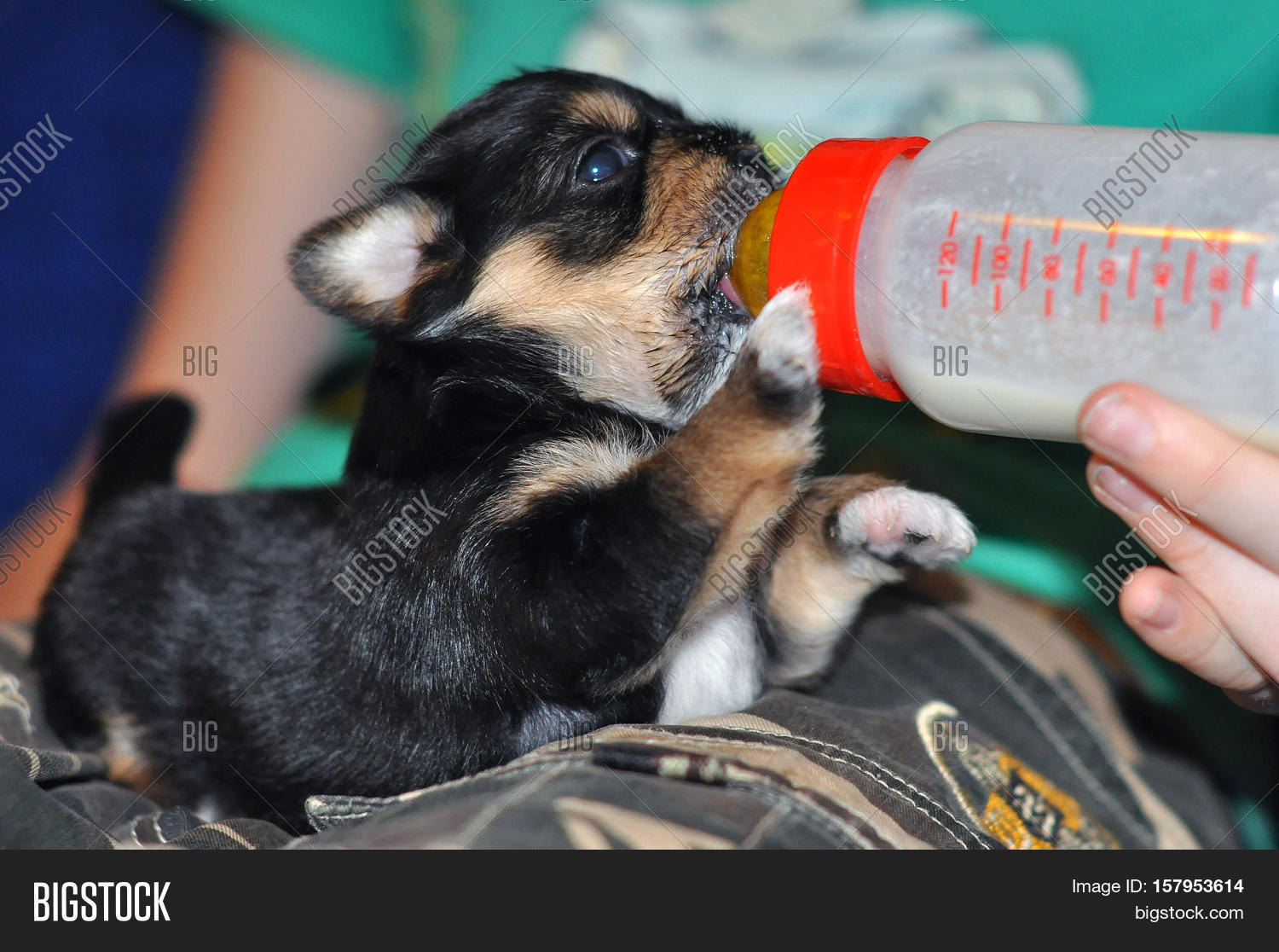 Приспособление для вскармливания щенков. Молоко для вскармливания щенков. Вскармливание детёнышей молоком щенков. Щенка новорожденного кормить молоком. Новорожденные щенки пьют молоко.