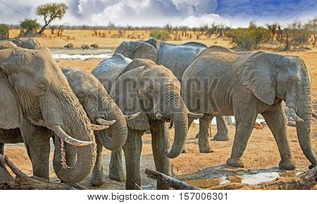 Elephants drinking closely from camp waterhole in Hwange National Park, Zimbabwe, Southern Africa