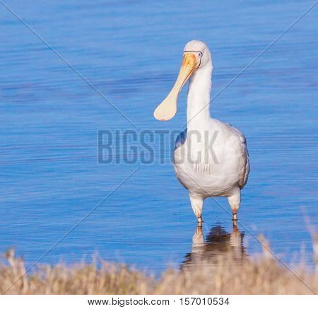 A Yellow-billed Spoonbill (Platalea regia) at Herdsman Lake in Perth, Western Australia.