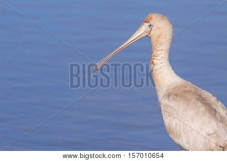 A Yellow-billed Spoonbill (Platalea regia) at Herdsman Lake in Perth, Western Australia.