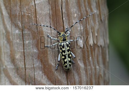 Leptura / Leptura rubra beetle sitting on a wooden surface