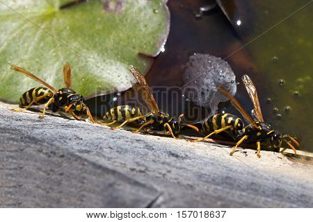 Wasps / Group wasps drinking water from a pond.