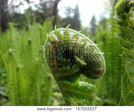 Growing fern leaf in springtime. Fern field in green.