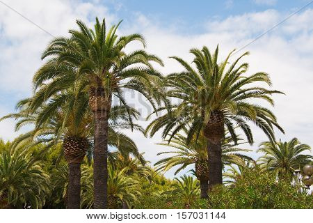 Summer landscape with palm trees in San Benedetto del Tronto, Marche, Italy