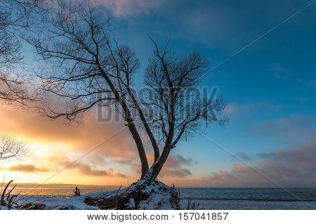 The etude with a lonely tree on the snow-covered coast against the background of a decline at the beginning of winter.