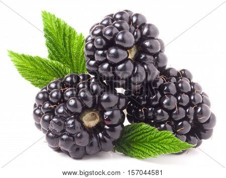 three blackberry with leaf isolated on a white background closeup.