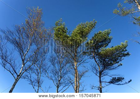 spruce forest on the shore of the sea
