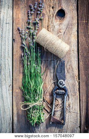 Freshly Harvested Lavender Before Drying On Old Wooden Table
