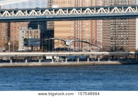Big bird flying under bridge toward camera in New York