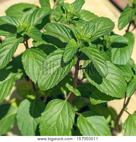 Plant of japanese mint closeup organic mint leaves selective focus.