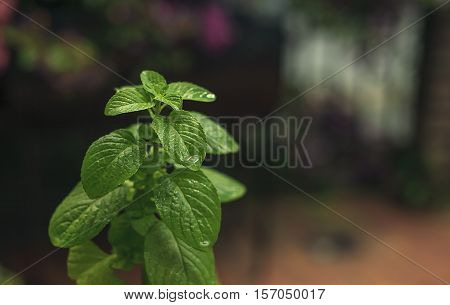 Plant of organic mint closeup selective focus