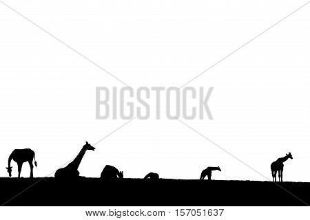 giraffes silhouette gathering in the grass on fota wildlife park in county cork ireland